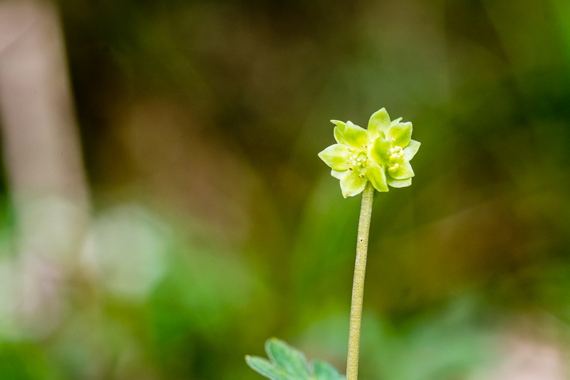 Adoxa moschatellina / Moscatella